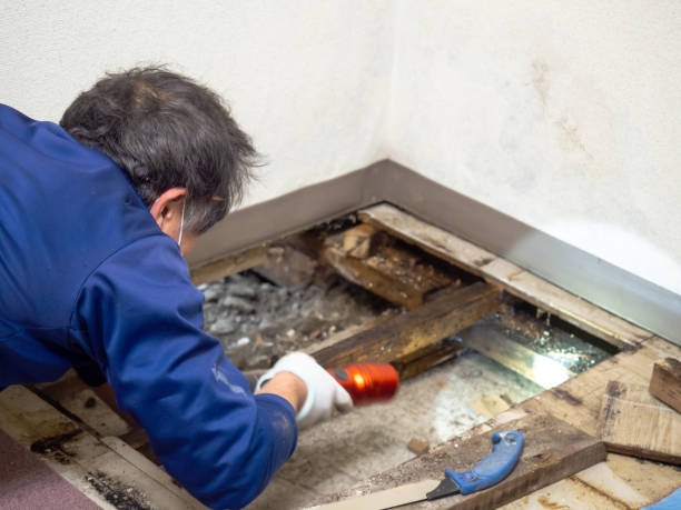 Best Localized Mold Remediation (e.g., coastal areas, humid climates) in Malibu, CA