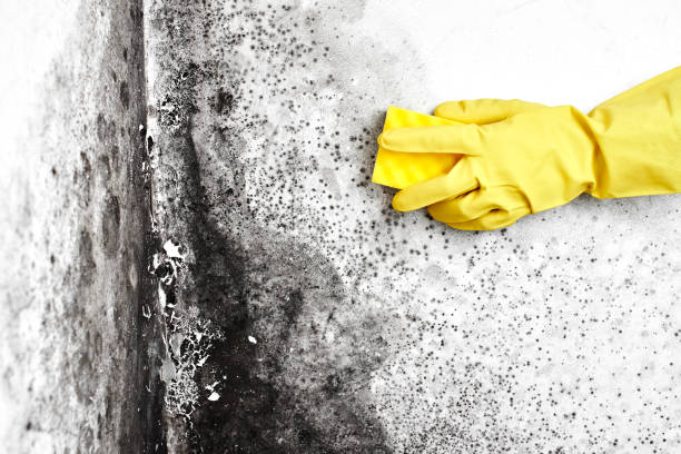 Best Attic Mold Remediation in Malibu, CA