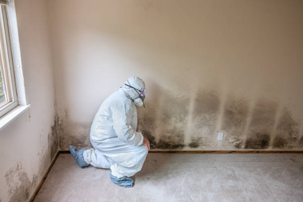 Best White Mold Remediation in Malibu, CA